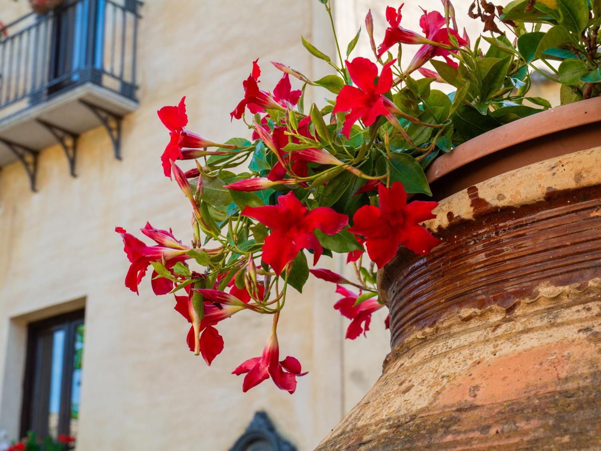 Agriturismo Baglio Fontana Бузето Палицоло Екстериор снимка